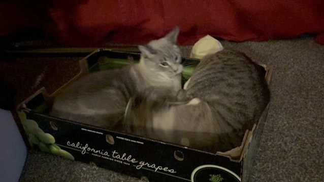 Tiger facing the camera while Simba turns toward him inside a cardboard grape box