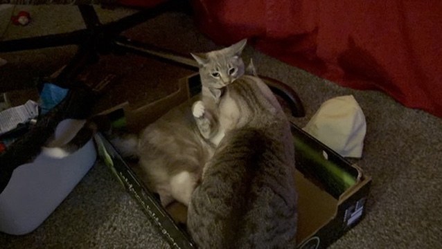 Tiger leaning back with a white paw raised as Simba crowds into the same grape box