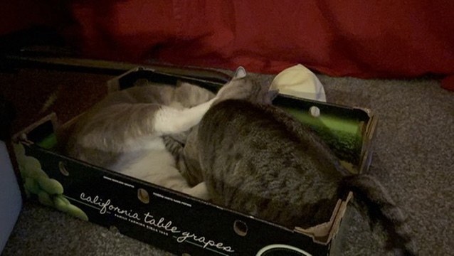 Tiger and Simba tangled together in the grape box, with a white paw across Simba's back