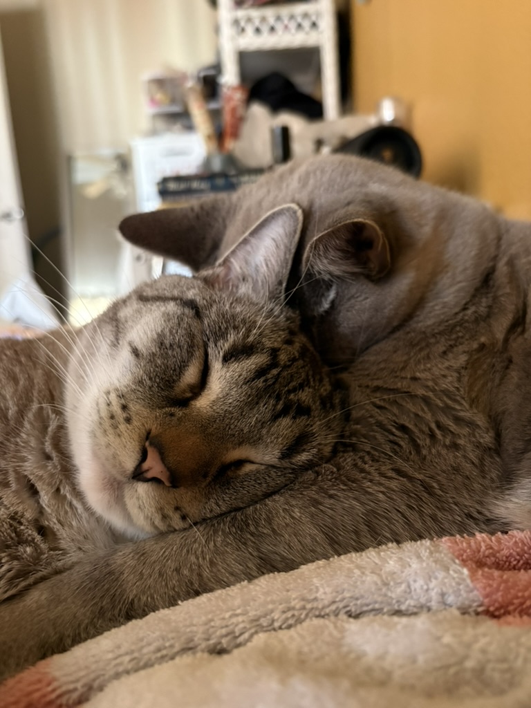 Two tabby cats cuddling, one resting his head against the other