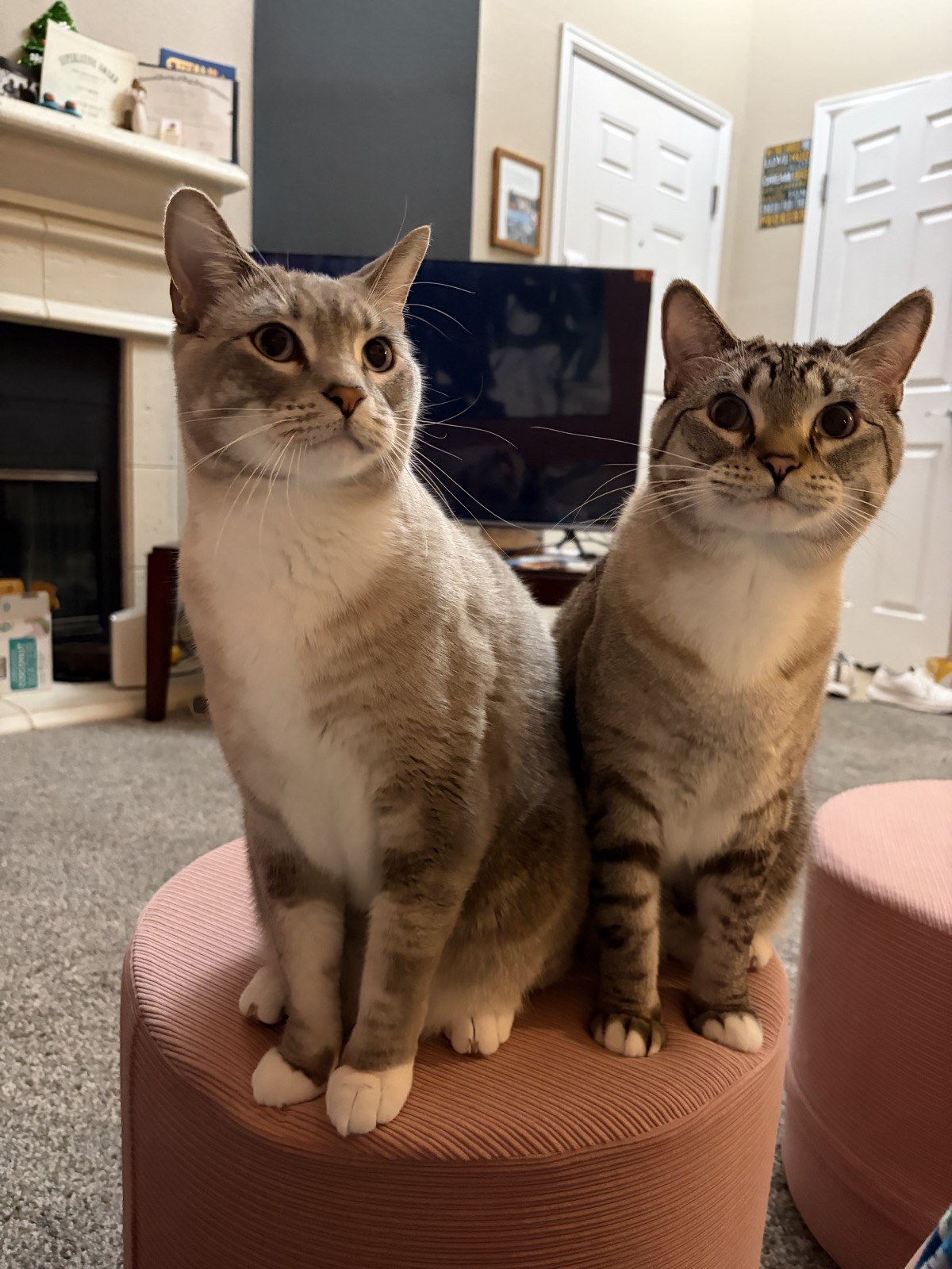 Tiger and Simba sitting side by side on the pink ottoman