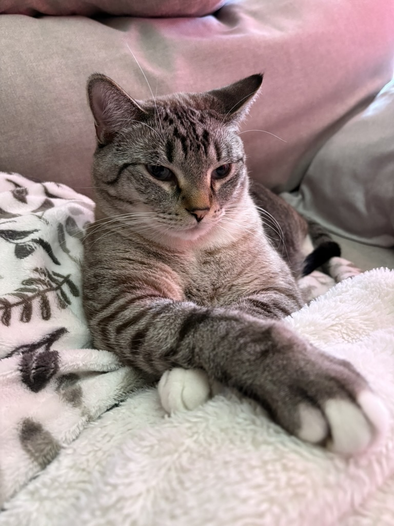 A striped tabby reclining on a soft blanket with white paws crossed