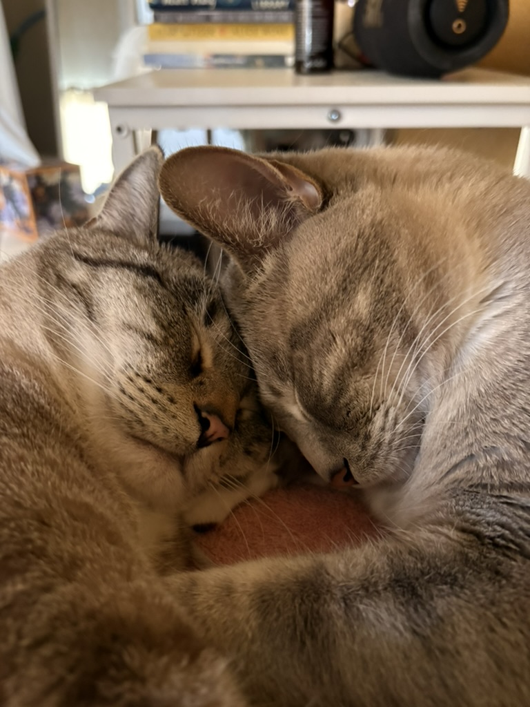 Simba and Tiger asleep face to face with their foreheads touching