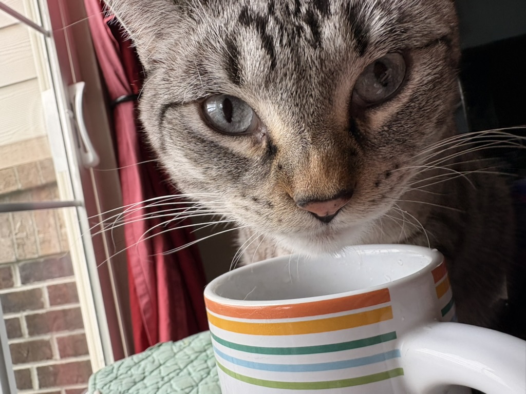 A cat leaning over a striped mug of water