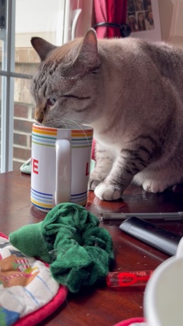 A cat drinking from the striped household mug on a desk