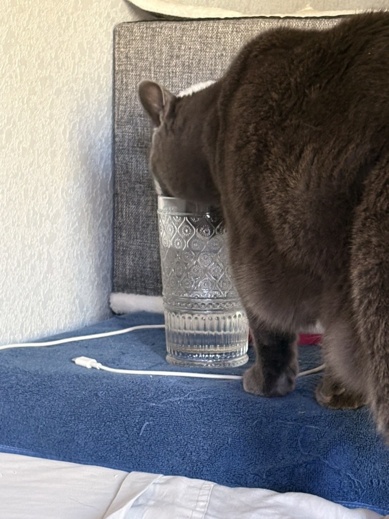 Pancake drinking from a tall patterned glass on a blue towel
