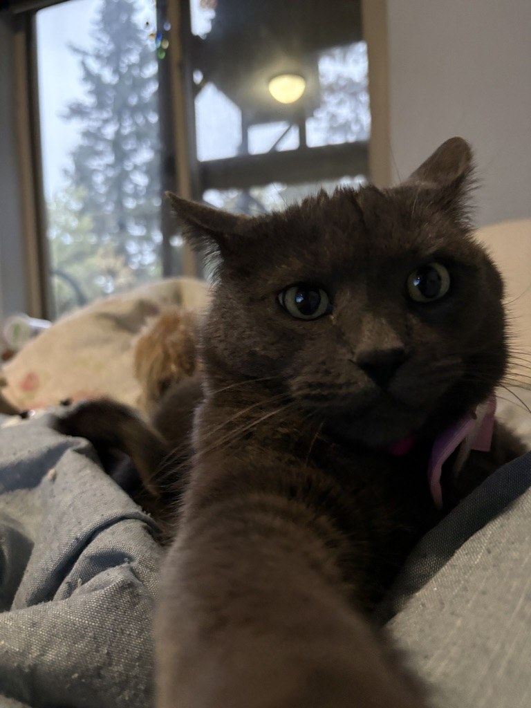 Pancake reaching a paw toward the camera for her selfie