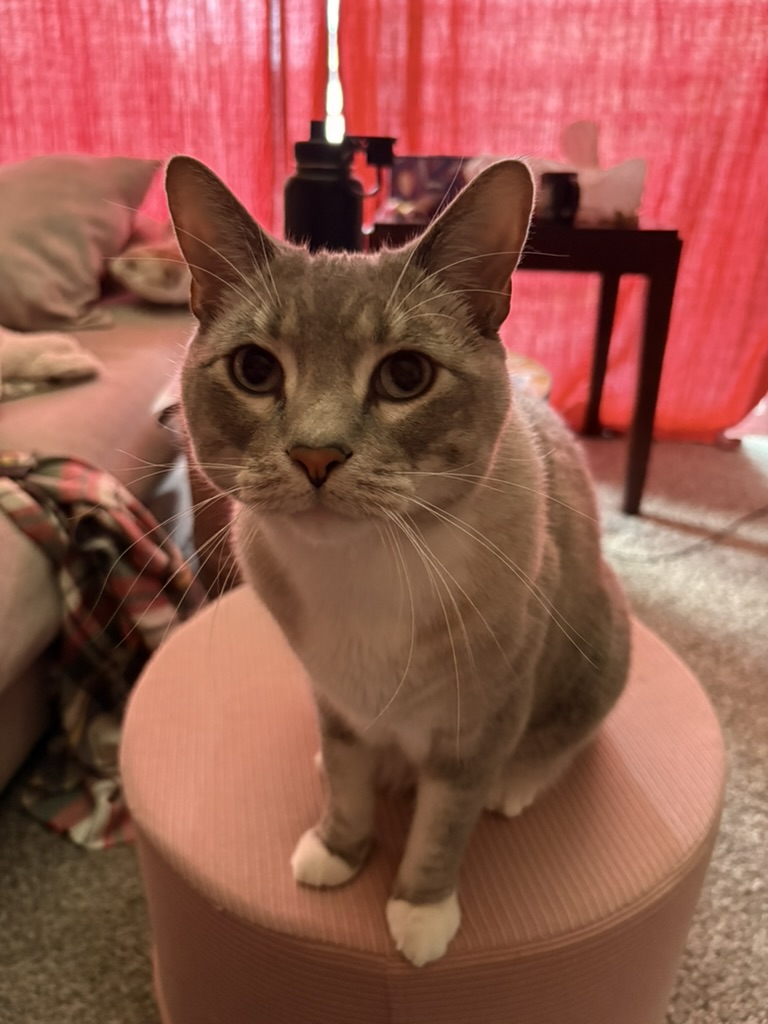 A gray tabby with white paws sitting on a pink stool in front of red curtains