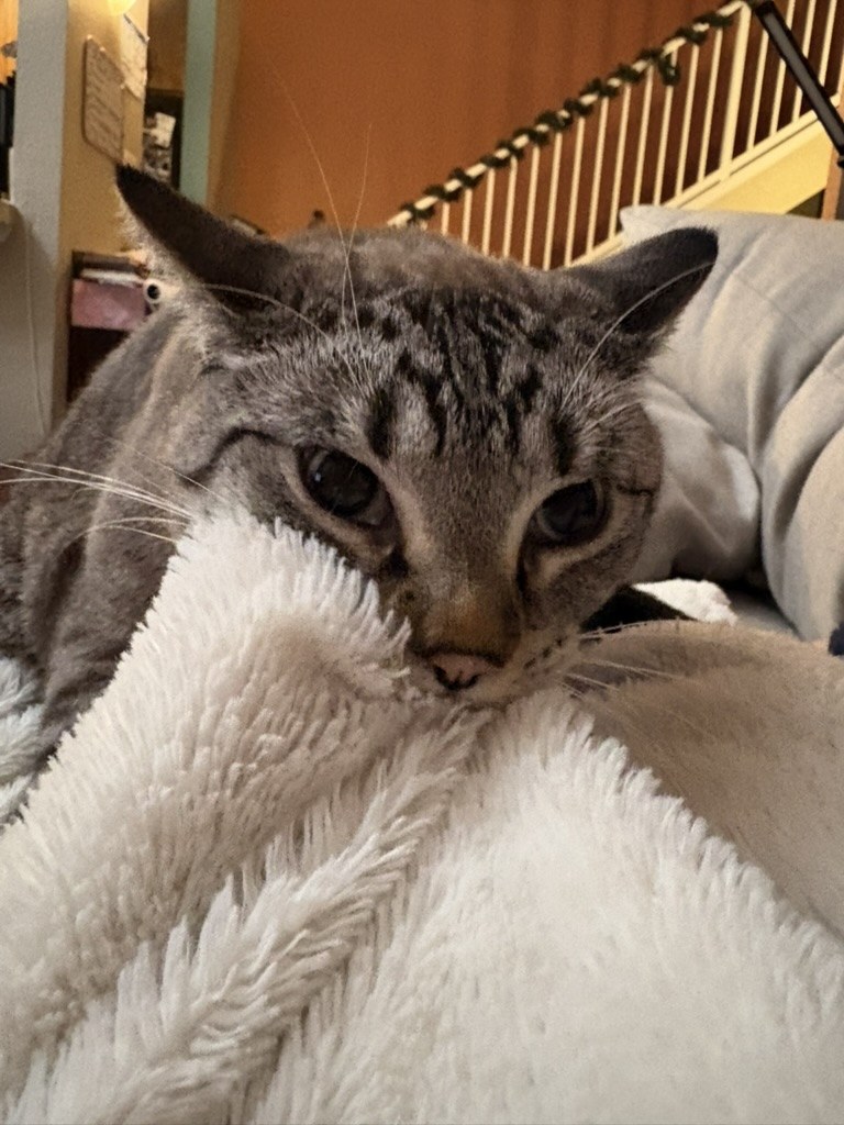 Simba resting his chin on a fluffy white blanket with his eyes open