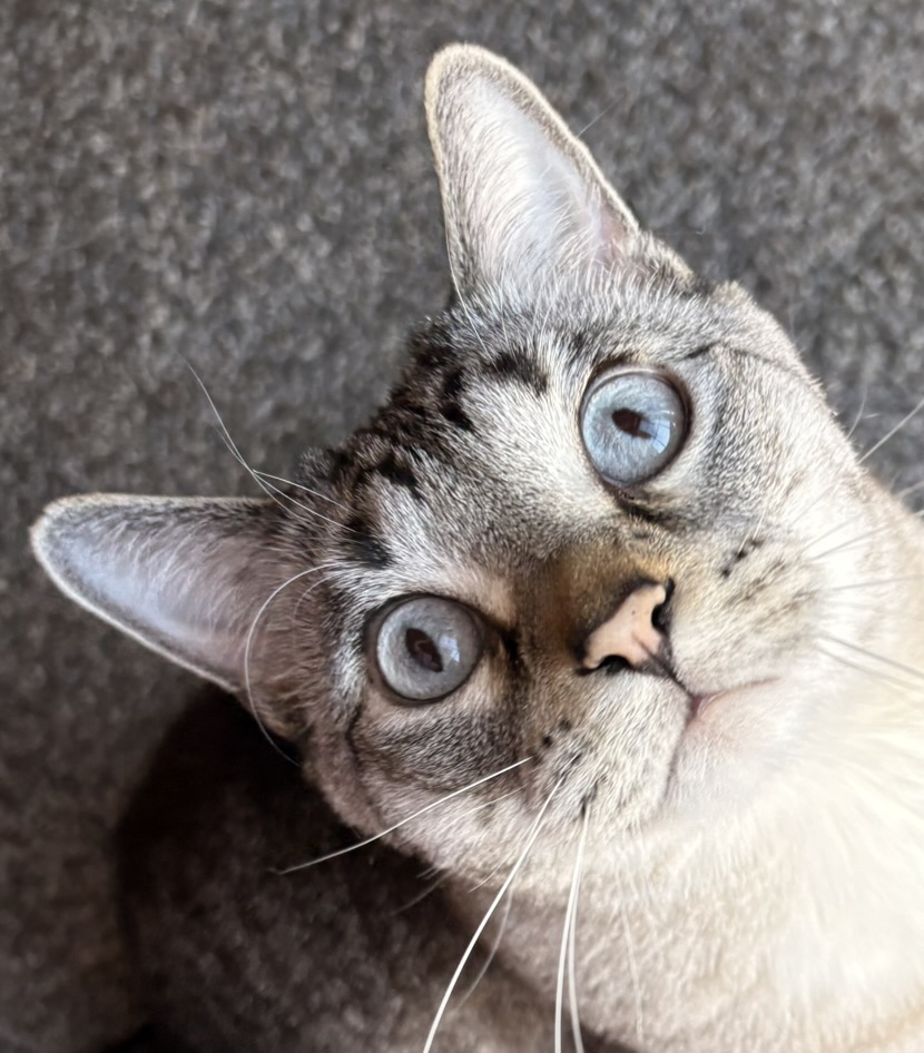 Simba looking intently at the camera with wide blue eyes