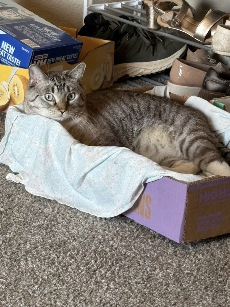 Simba settled in Tiger's rental box, lined with a pale blue blanket