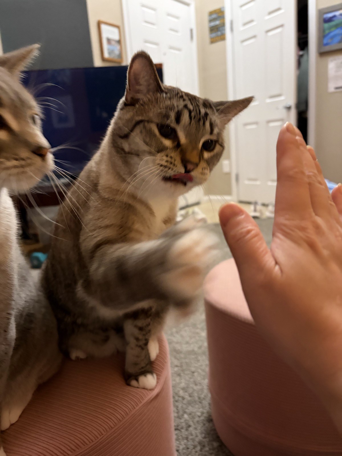Simba raising his paw toward a human hand, with Tiger beside him