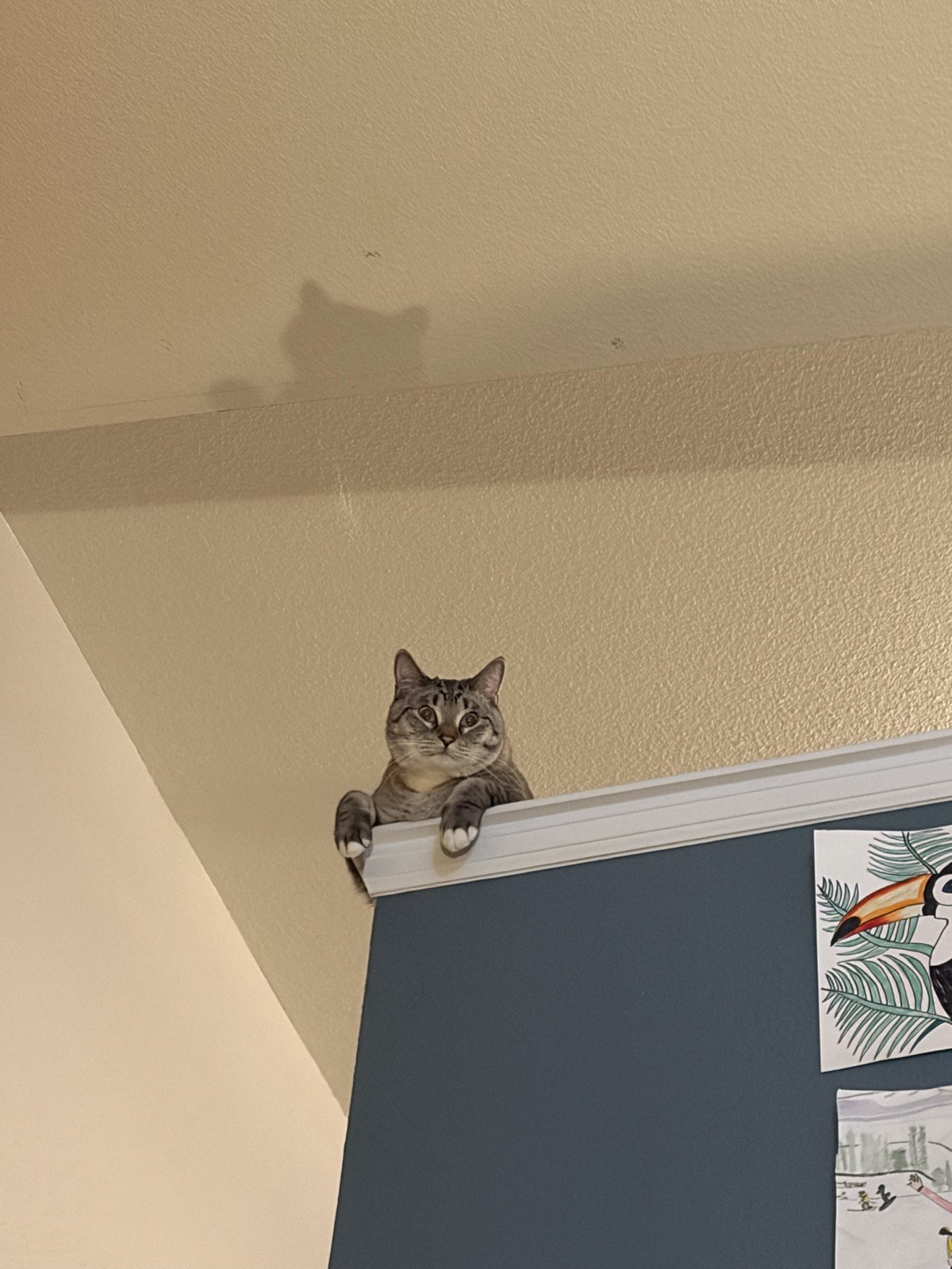 Simba peering down from a high ledge with his white paws over the edge