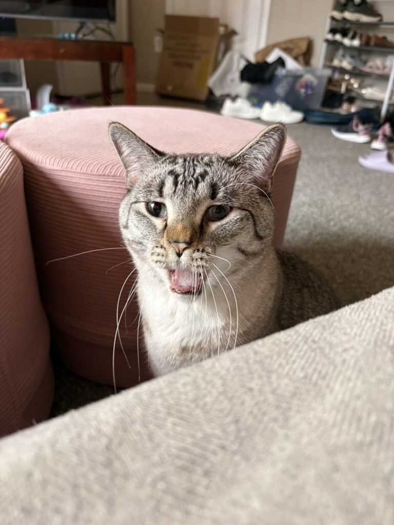 Simba with his mouth open beside the pink ottoman, ready to make his case