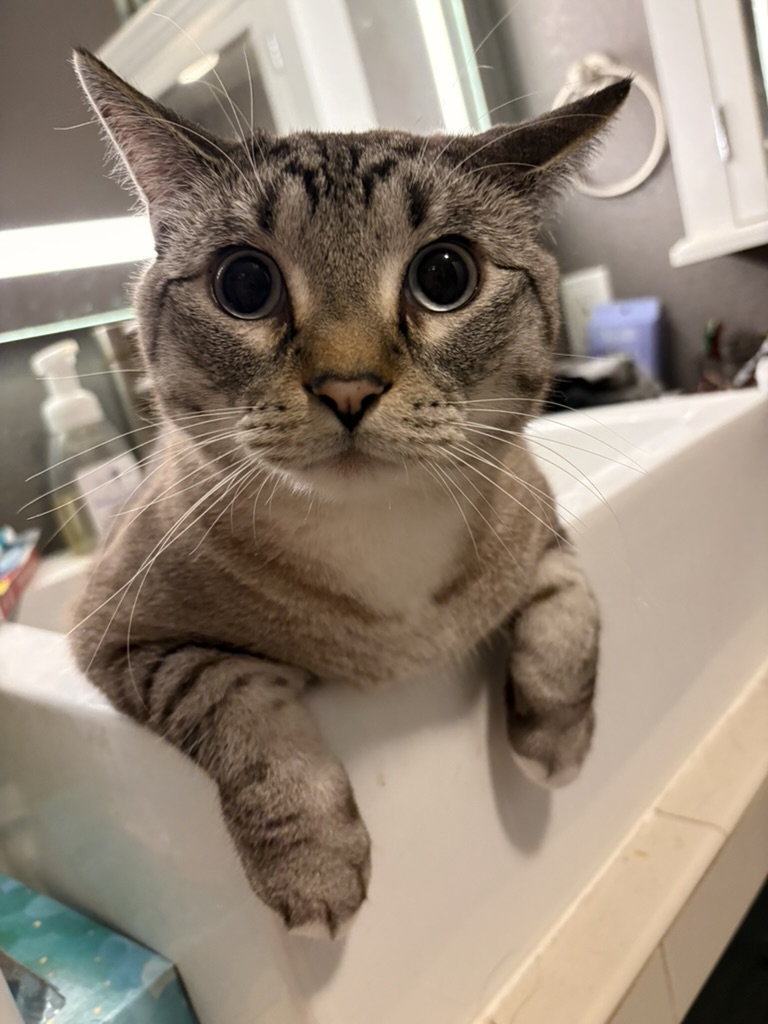 Simba leaning over the edge of a bathroom sink