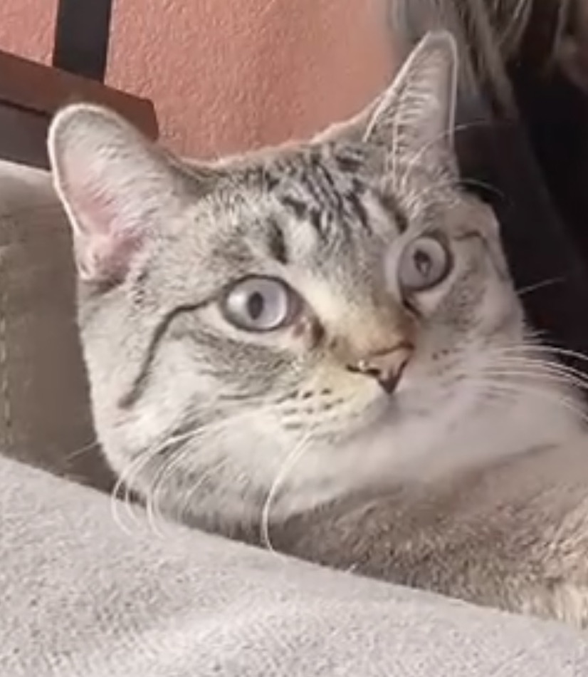Simba staring wide-eyed toward the camera
