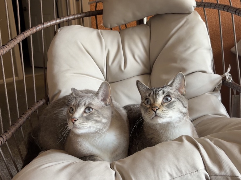 Simba and Tiger sharing a cushioned chair