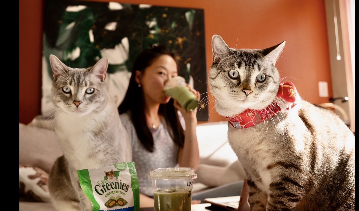 Tiger and Simba sitting at a table with treats in front of them