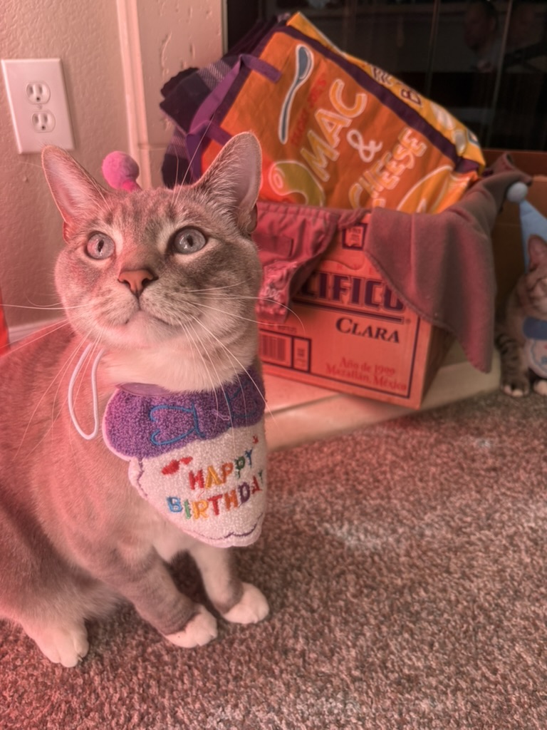 Tiger wearing a Happy Birthday bib and looking upward