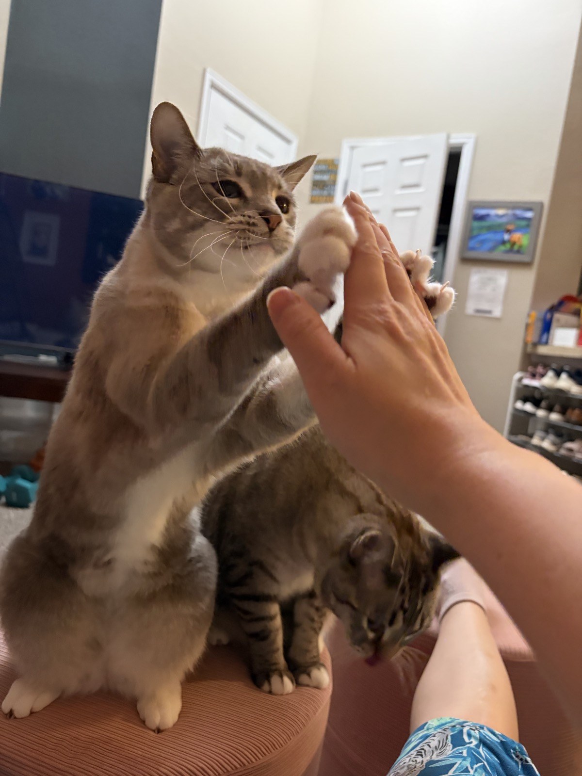 Tiger standing on the pink ottoman and pressing both white paws against a raised hand, with Simba beside him