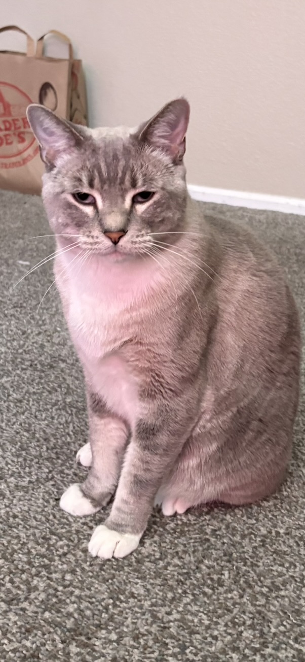 Tiger sitting upright with a deeply skeptical expression