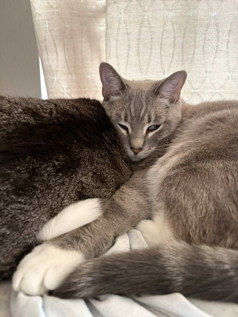Tiger curled up against Simba's striped side, with his white paws together